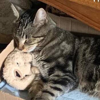 Domestic Short Hair Cats Available for Adoption in Salt Lake City, Utah - Honcho | PetCurious