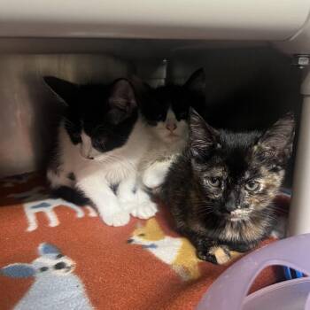 Winifred -  Domestic Short Hair Cat for Adoption in Mentor, Ohio - Winifred | PetCurious
