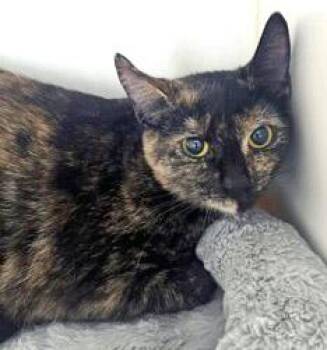 Klara -  Domestic Short Hair Cat for Adoption in Fishers, Indiana - Klara | PetCurious