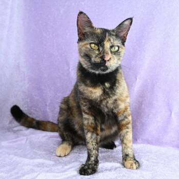 Domestic Short Hair Cats Available for Adoption - Juliette | PetCurious