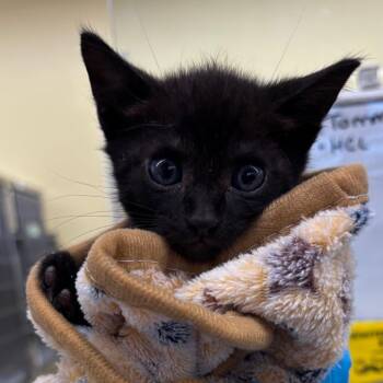 Victor -  Domestic Medium Hair Cat for Adoption in West Palm Beach, Florida - Victor | PetCurious