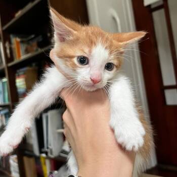 Ash -  Domestic Medium Hair Cat for Adoption in Quakertown, Pennsylvania - Ash | PetCurious