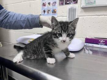 Domestic Short Hair Cats Available for Adoption in Santa Fe, New Mexico - MAHI | PetCurious