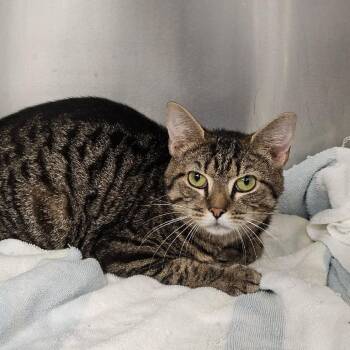 Puddle -  Domestic Short Hair Cat for Adoption in Martinsville, Virginia - Puddle | PetCurious