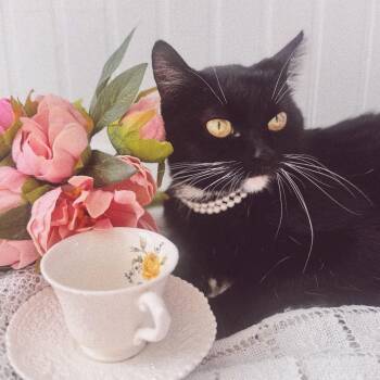 Tessa -  Domestic Short Hair Cat for Adoption in Brownsboro, Alabama - Tessa | PetCurious