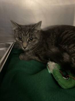 ZENOBIA -  Domestic Short Hair Cat Available for Adoption in Hagerstown, Maryland - ZENOBIA | PetCurious