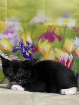 Domestic Short Hair Cats Available for Adoption in San Antonio, Texas - Enigma | PetCurious
