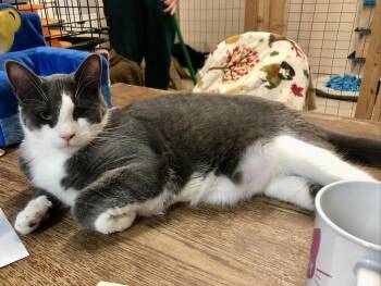 Pigeon K -  Domestic Short Hair Cat for Adoption in Sherwood, Oregon - Pigeon K | PetCurious