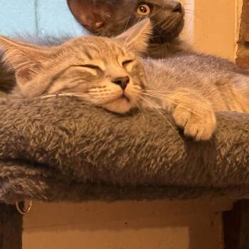 Spooky & Casperina -  Domestic Short Hair Cat for Adoption in Syracuse, New York - Spooky & Casperina | PetCurious