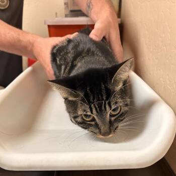 Rescue Domestic Short Hair Cats for Adoption in Tempe, Arizona - Bubbles | PetCurious