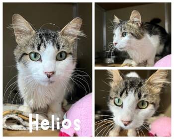 Helios -  Domestic Short Hair Cat for Adoption in Pierceton, Indiana - Helios | PetCurious