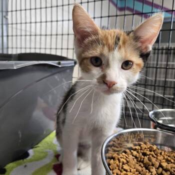 Penny -  Domestic Short Hair Cat for Adoption in Chilton, Wisconsin - Penny | PetCurious