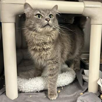 Miut -  Domestic Long Hair Cat for Adoption in Pikesville, Maryland - Miut | PetCurious