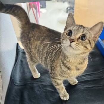 Domestic Short Hair Cats Available for Adoption - Robyn | PetCurious