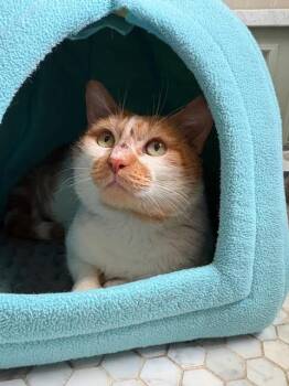 American Shorthair Cats Available for Adoption - Townes | PetCurious