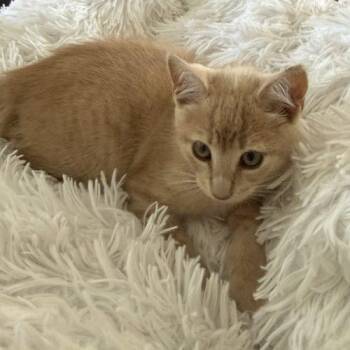 Domestic Short Hair Cats Available for Adoption in Paulina, Louisiana - Kanga | PetCurious