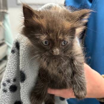 Rescue Domestic Medium Hair Cats for Adoption in Spring Hill, Kansas - Samantha | PetCurious