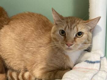 CHRIS -  Domestic Short Hair Cat for Adoption in Tustin, California - CHRIS | PetCurious