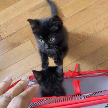 Luna -  Domestic Short Hair Cat for Adoption in Harrisonburg, Virginia - Luna | PetCurious