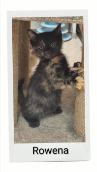 Rowena -  Domestic Short Hair Cat for Adoption in Caistor Centre, Ontario - Rowena | PetCurious