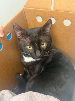 Boots -  Domestic Short Hair Cat for Adoption in Charlotte, North Carolina - Boots | PetCurious
