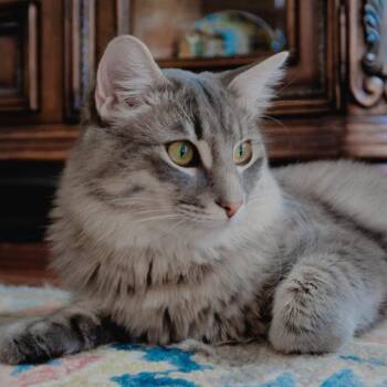 Grey -  Domestic Medium Hair Cat for Adoption in West Palm Beach, Florida - Grey | PetCurious