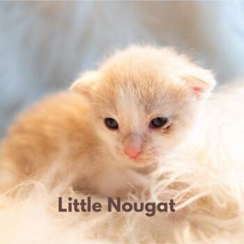 Little Nougat -  Domestic Short Hair Cat for Adoption in Tipp City, Ohio - Little Nougat | PetCurious