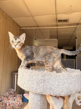 Cinder -  Tabby and Domestic Short Hair Cat for Adoption in Greensburg, Pennsylvania - Cinder | PetCurious
