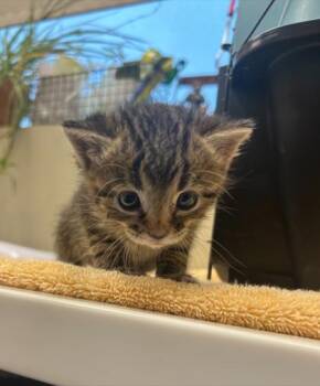 Barrel -  Domestic Short Hair Cat for Adoption in Fishers, Indiana - Barrel | PetCurious