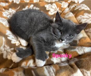 Rescue Domestic Short Hair Cats for Adoption in Seaford, New York - Spooky | PetCurious