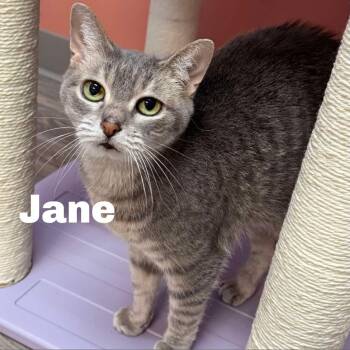 Domestic Short Hair Cats Available for Adoption - Jane 260012 | PetCurious