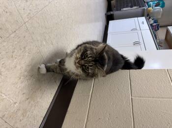 Miyah -  Maine Coon Cat for Adoption in Cranston, Rhode Island - Miyah | PetCurious