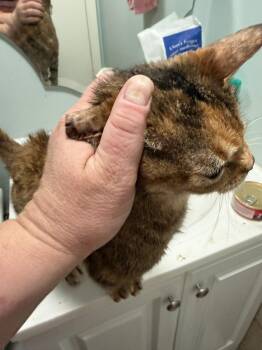 Domestic Short Hair Cats Available for Adoption in Wheaton, Illinois - Mae | PetCurious