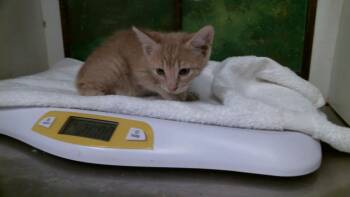 MARINARA -  Domestic Short Hair Cat for Adoption in Houston, Texas - MARINARA | PetCurious