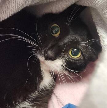 Skeeter - Barn Cat -  Domestic Short Hair Cat for Adoption in Vancouver, Washington - Skeeter - Barn Cat | PetCurious