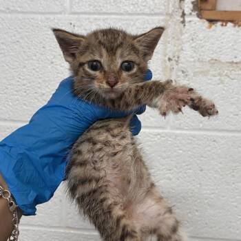 Gloria -  Domestic Short Hair Cat for Adoption in Edinburg, Texas - Gloria | PetCurious
