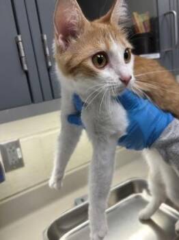 Mauna Loa -  Domestic Short Hair Cat for Adoption in Wichita, Kansas - Mauna Loa | PetCurious