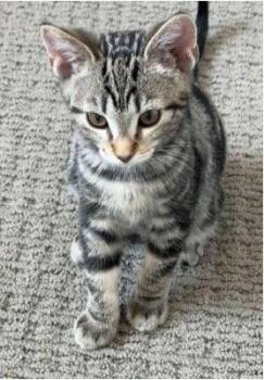 Clam Chowder -  Domestic Short Hair Cat for Adoption in Mission Viejo, California - Clam Chowder | PetCurious