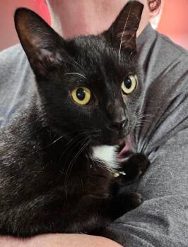 Bear -  Domestic Short Hair Cat for Adoption in Kirklin, Indiana - Bear | PetCurious