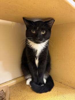 Roger -  Domestic Short Hair and Tuxedo Cat for Adoption in Yardley, Pennsylvania - Roger | PetCurious