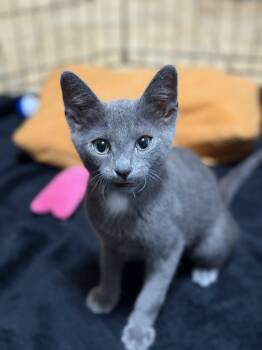 JFK KITTENS -  American Shorthair Cat for Adoption in Huntington, New York - JFK KITTENS | PetCurious