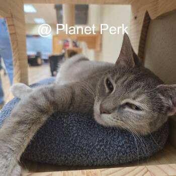 Eleanor -  Domestic Short Hair Cat for Adoption in Oshkosh, Wisconsin - Eleanor | PetCurious