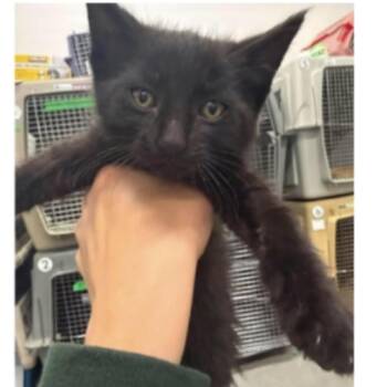 Ronaldo -  Domestic Short Hair Cat for Adoption in Victoria, British Columbia - Ronaldo | PetCurious