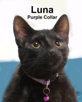 Luna Dri. (sweet sister to Lola, Moon, Nala, & Simba) -  Domestic Short Hair Cat for Adoption in Stowe, Pennsylvania - Luna Dri. (sweet Sister To Lola, Moon, Nala, & Simba) | PetCurious