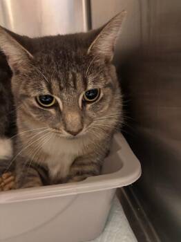 Sid -  Domestic Short Hair Cat for Adoption in Morgantown, Kentucky - Sid | PetCurious