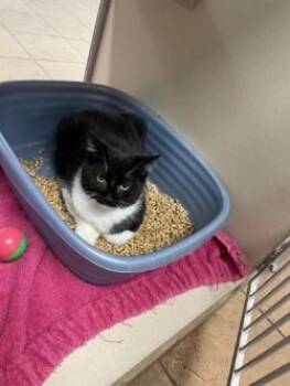 Domestic Short Hair Cats Available for Adoption - Bobby | PetCurious