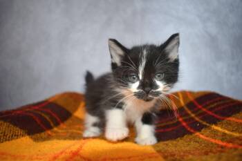Rescue Domestic Medium Hair Cats for Adoption in Muskego, Wisconsin - Tux And Acorn - Bonded Brothers - 10 Week Young Adorable And Aff | PetCurious