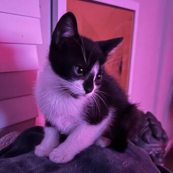 Domestic Short Hair Cats Available for Adoption in Boerne, Texas - Lawn Crew | PetCurious