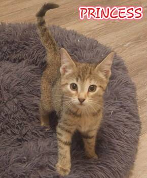 Princess in foster care (must be adopted w/ a sibling) -  Domestic Short Hair Cat for Adoption in Ellicott City, Maryland - Princess In Foster Care (must Be Adopted W/ A Sibling) | PetCurious