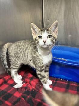 Megan -  Domestic Short Hair Cat Available for Adoption in Marietta, Georgia - Megan | PetCurious
